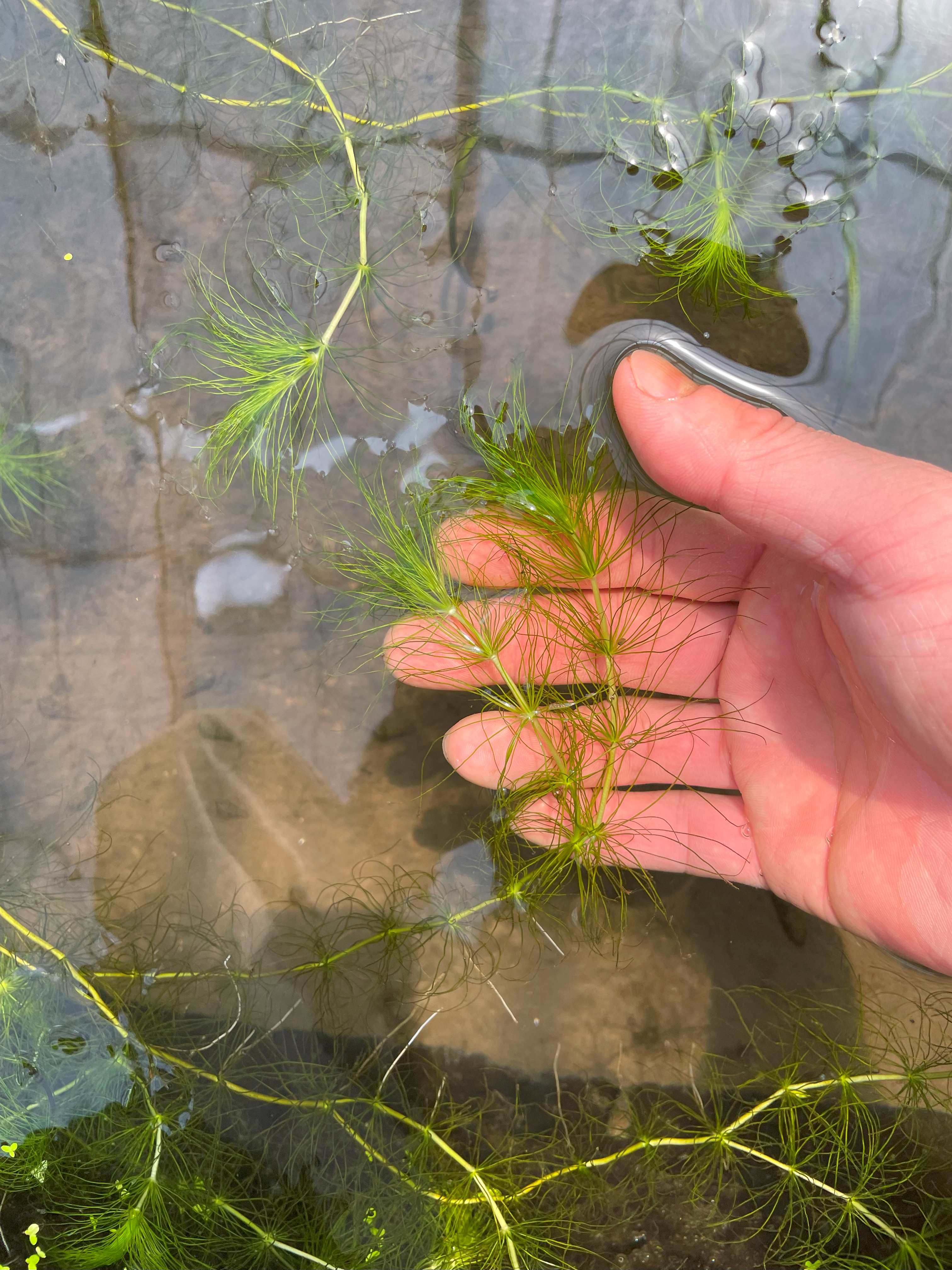 【水草】ヒドロトリックス ガードネリー